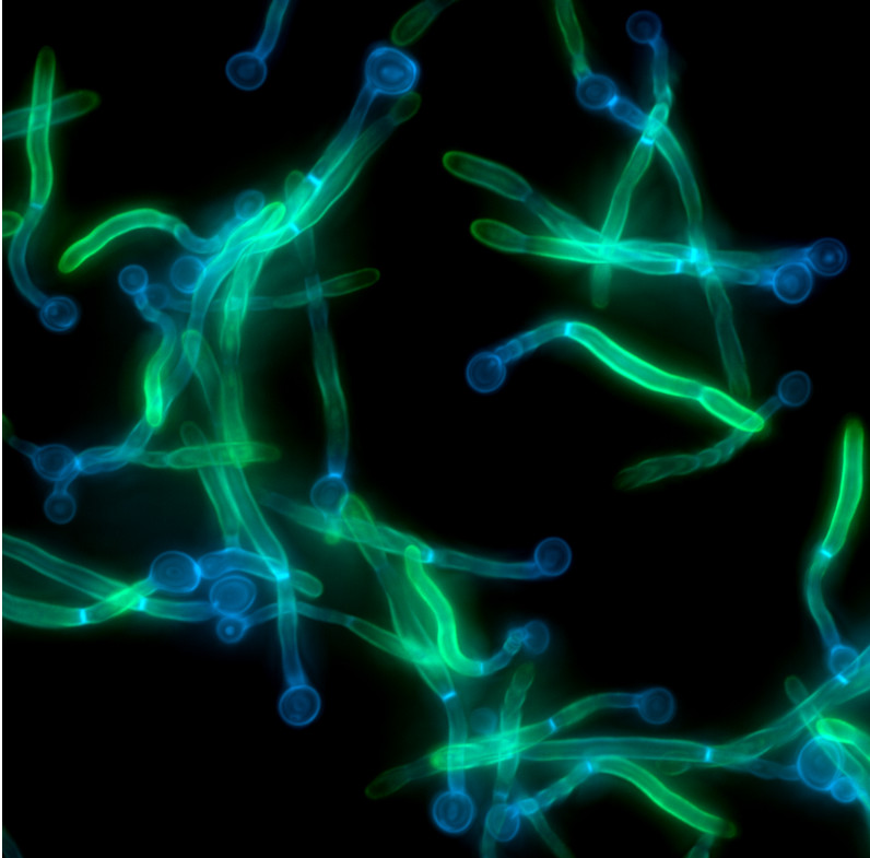 Brigid Bio laboratory research